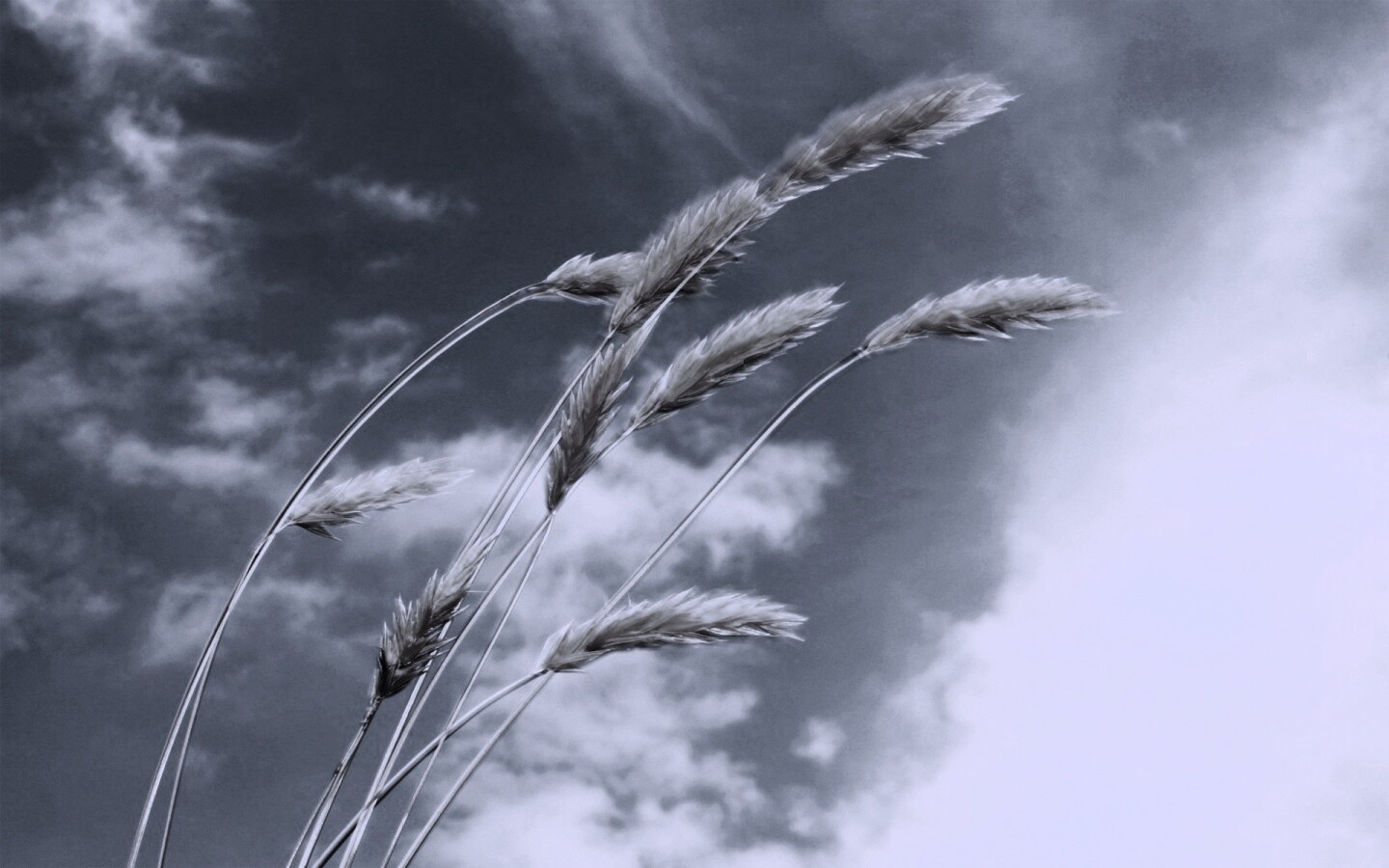 Колосья обои