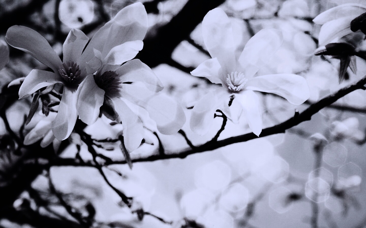 Цветы вишневого дерева обои