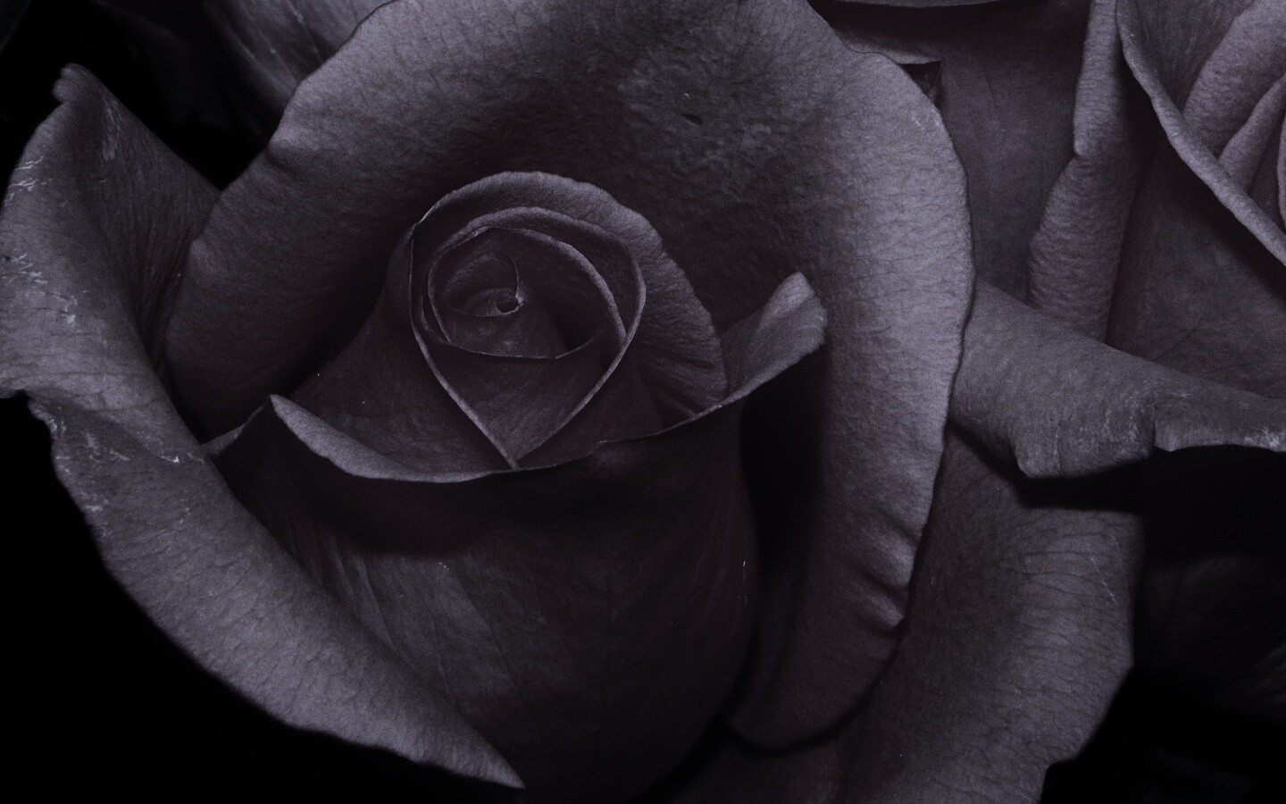 Бутон розы обои