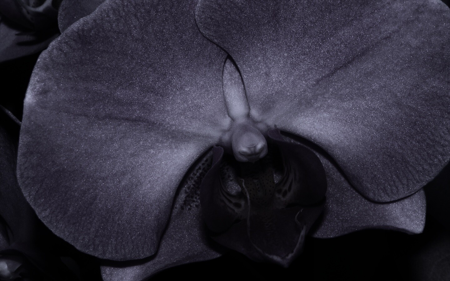 Фиолетовая орхидея обои