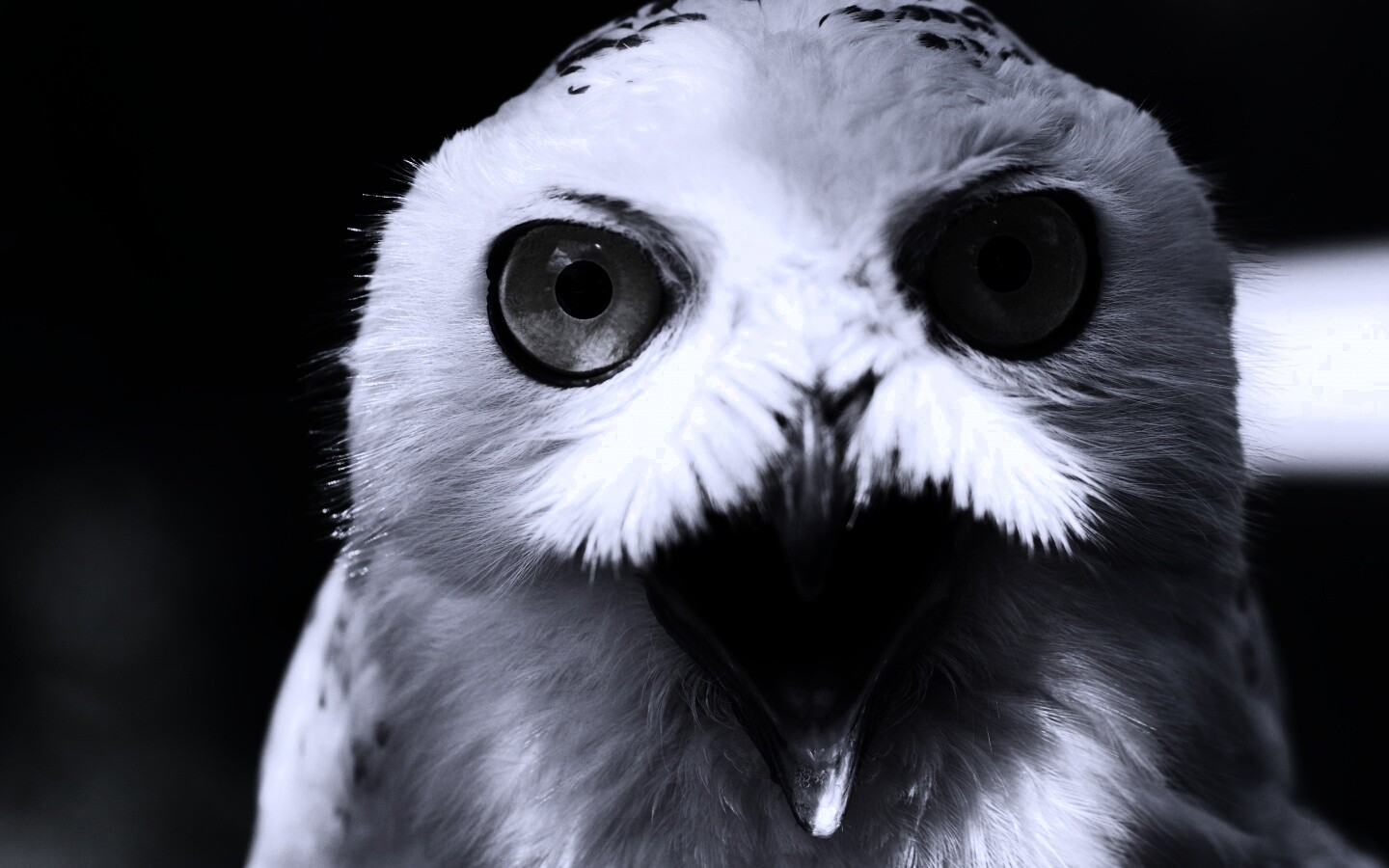 Сова в шоке! обои