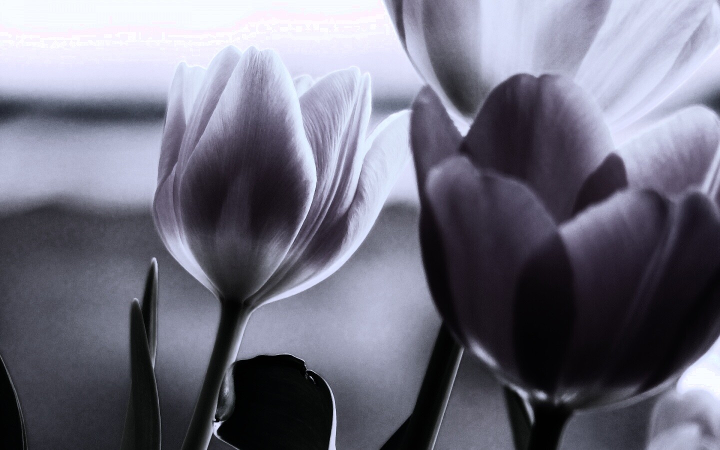 Тюльпаны обои