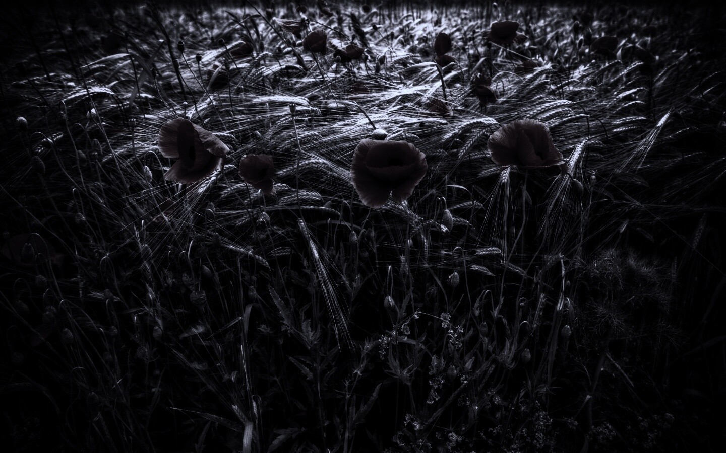 Красные маки обои