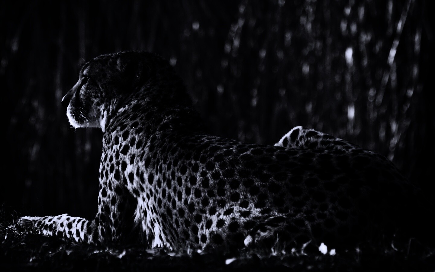 Гепард обои