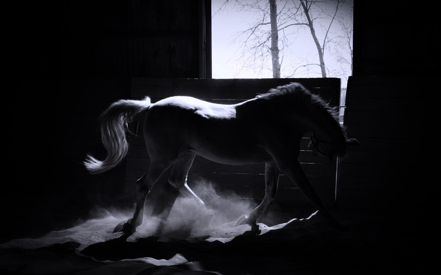 Белая лошадь в загоне обои