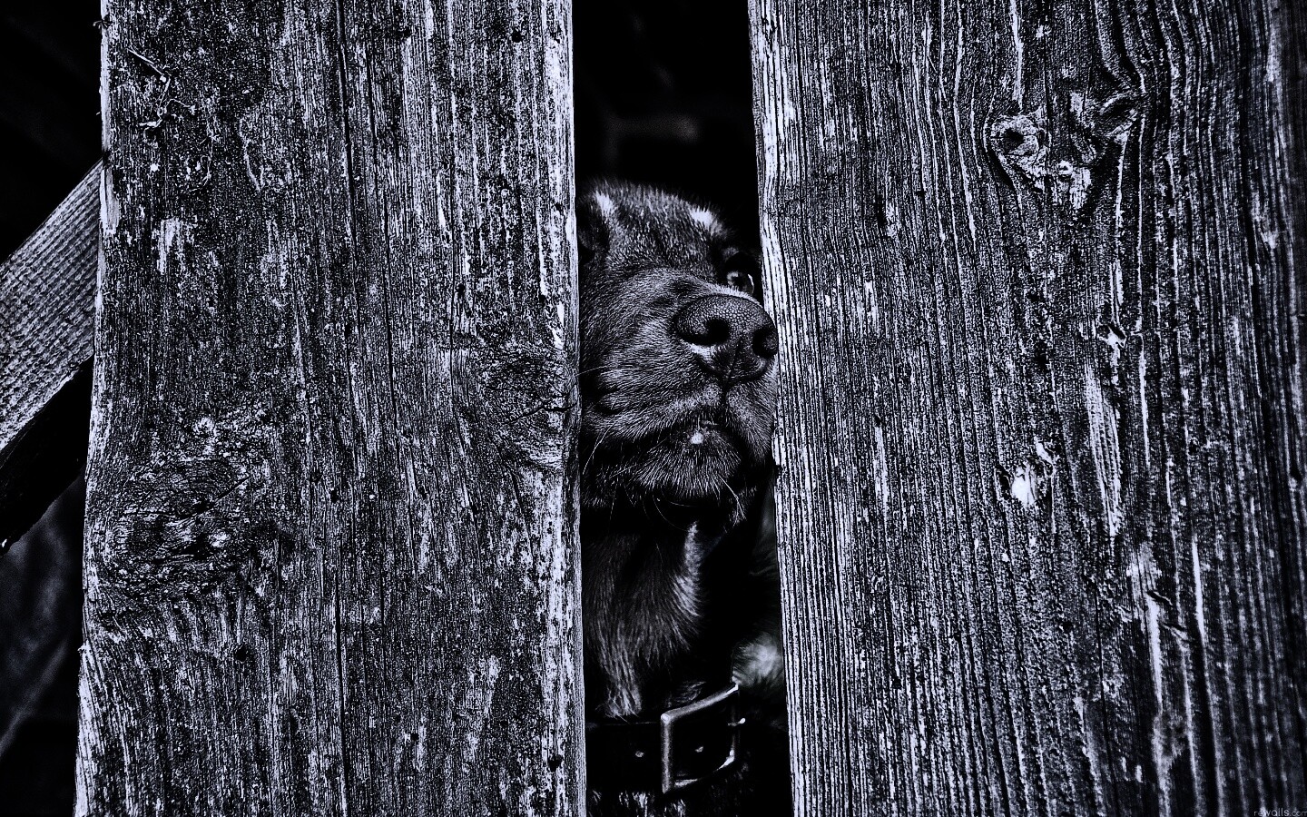 Собака выглядывает из-за забора обои