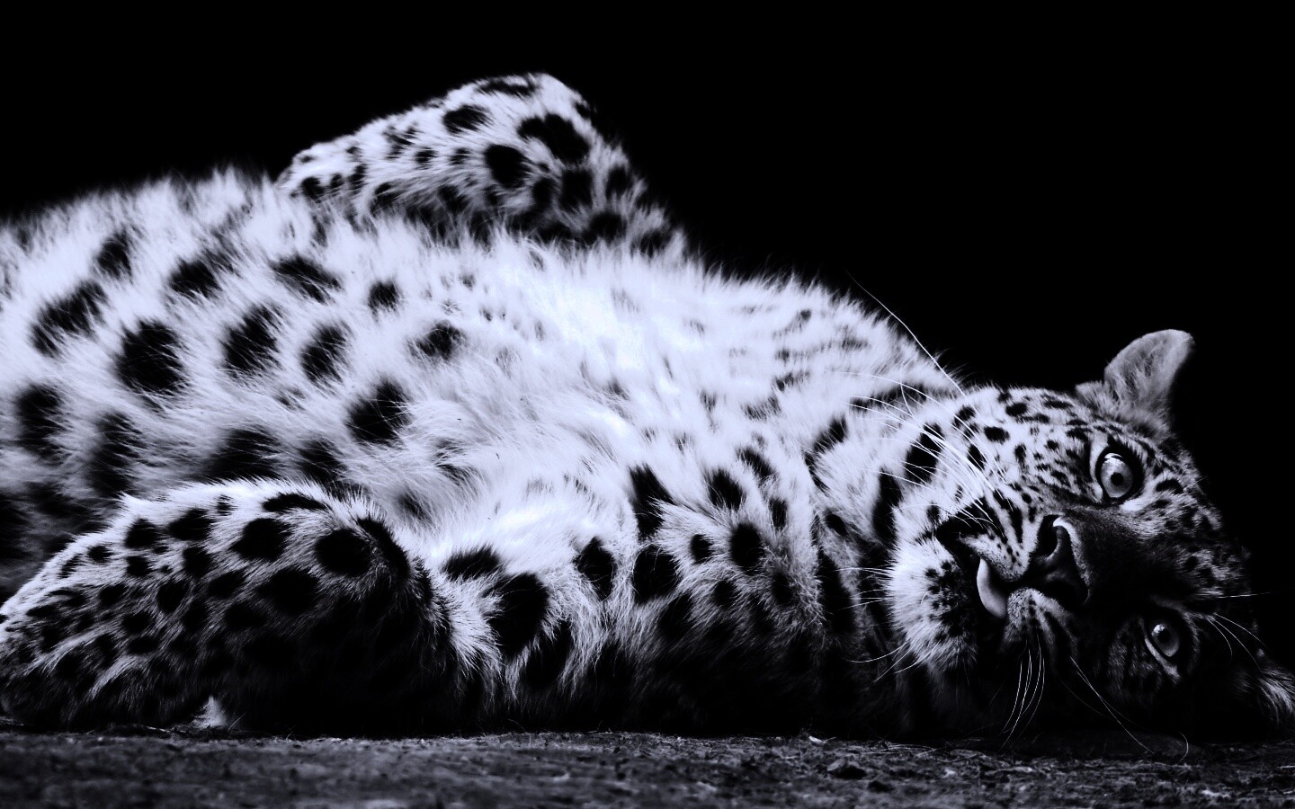 Большая пятнистая кошечка обои