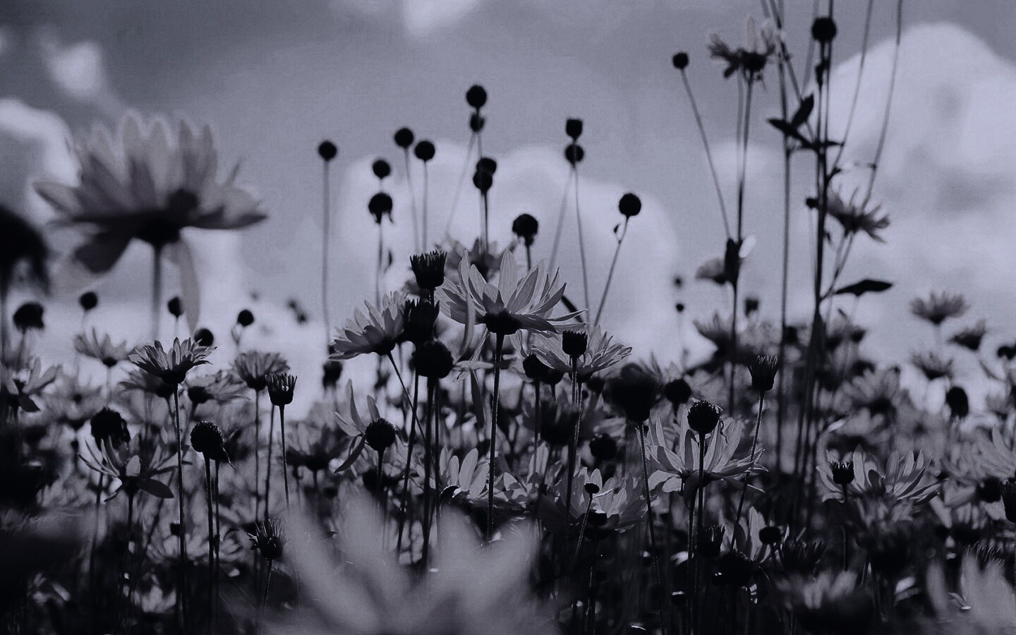 Полевые цветы летом обои