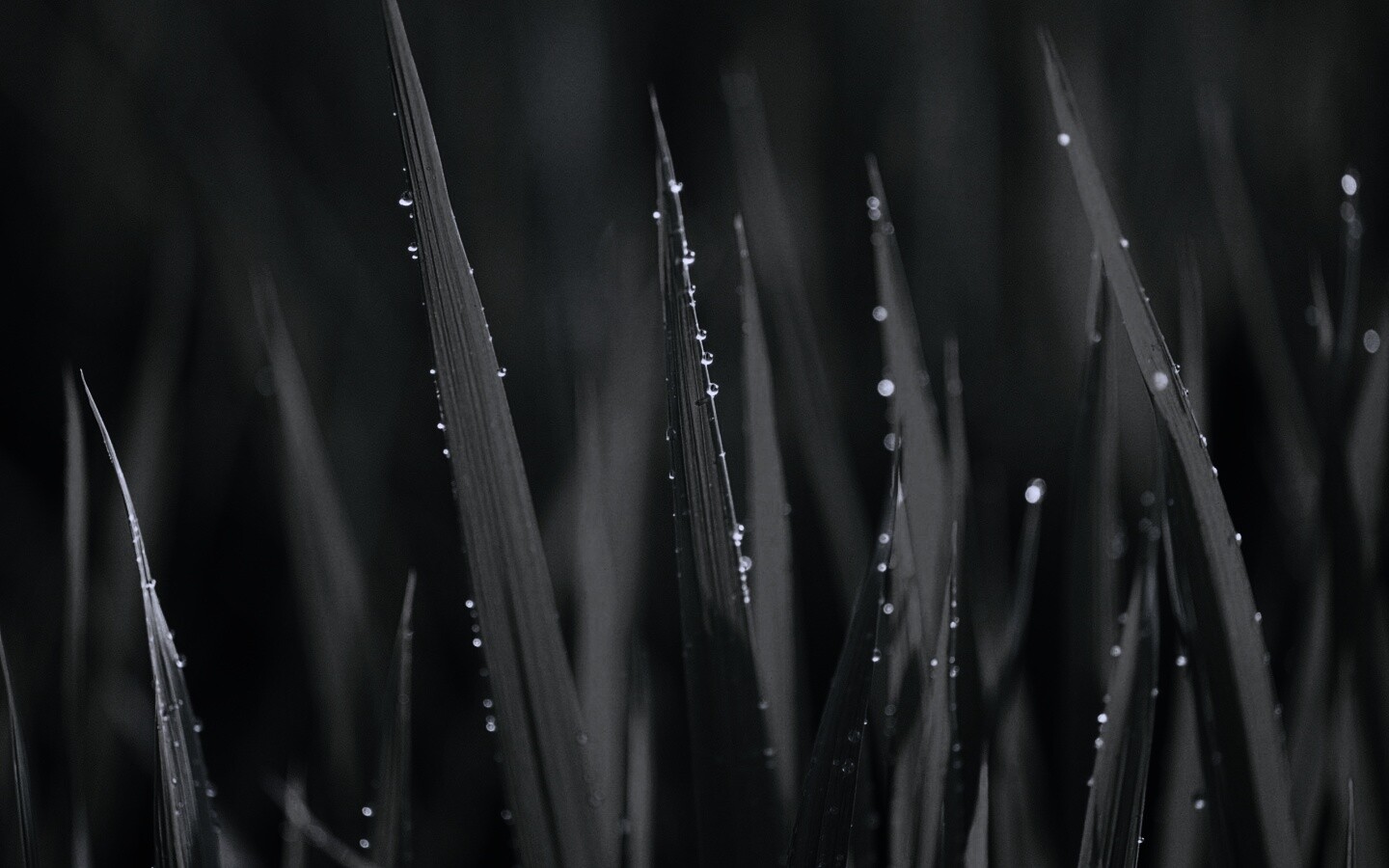 Яркая зеленая трава обои