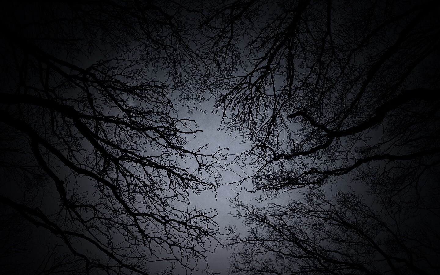 Голые кроны деревьев на фоне неба обои