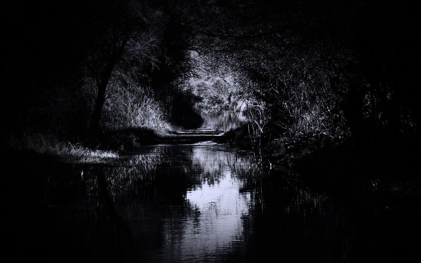 Лесная заросшая река обои