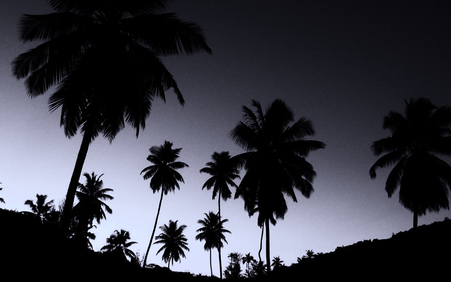 Пальмы на фоне фиолетового неба обои