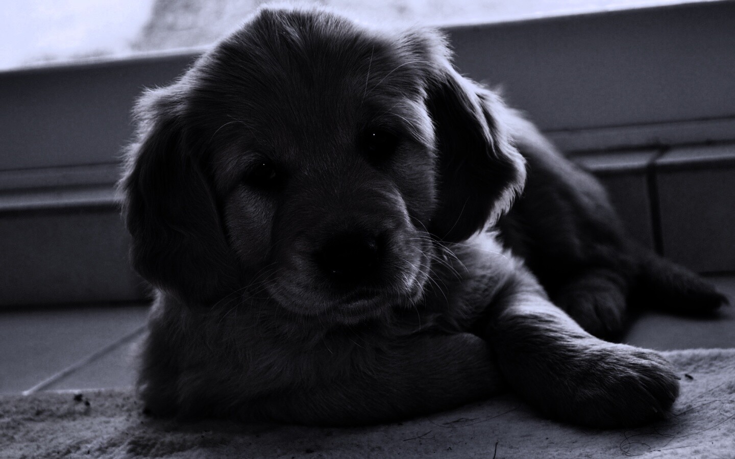 Сонный щенок лабрадора обои