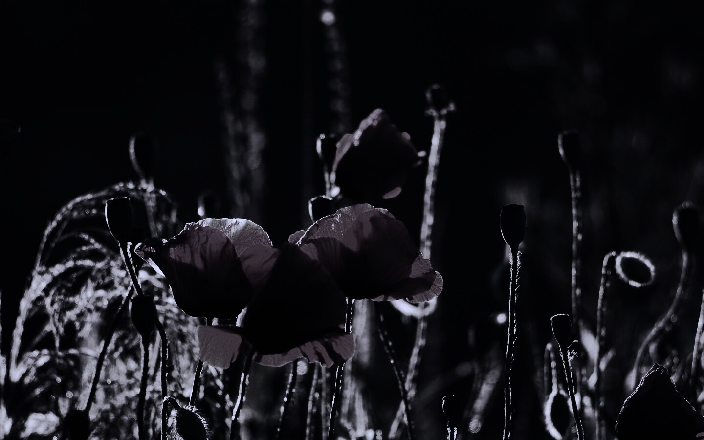 Макро фото мака обои