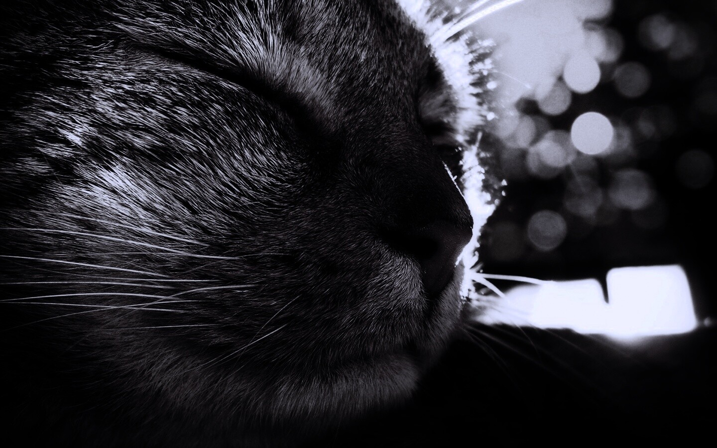 Спящий на солнце рыжий кот обои