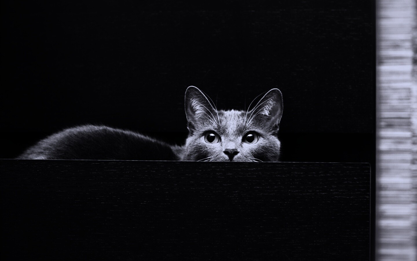 Кот в ящике комода обои