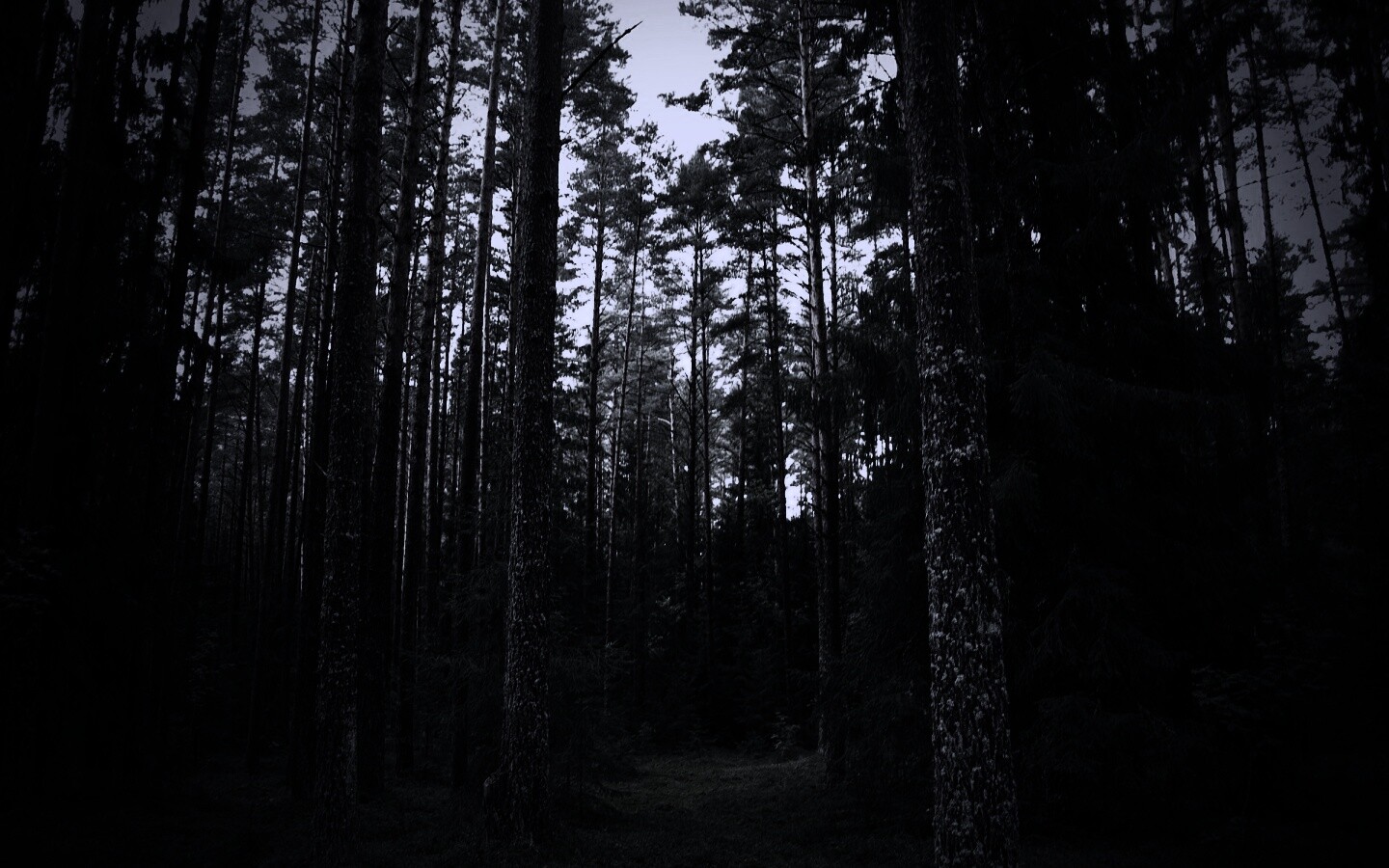 Лесная чаща обои