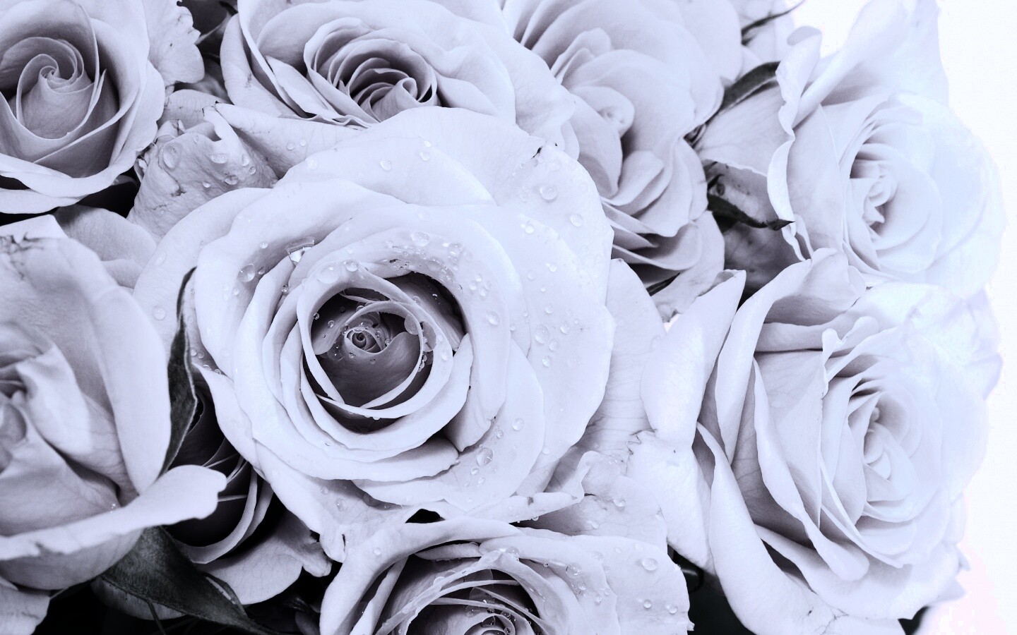 Букет розовых роз обои