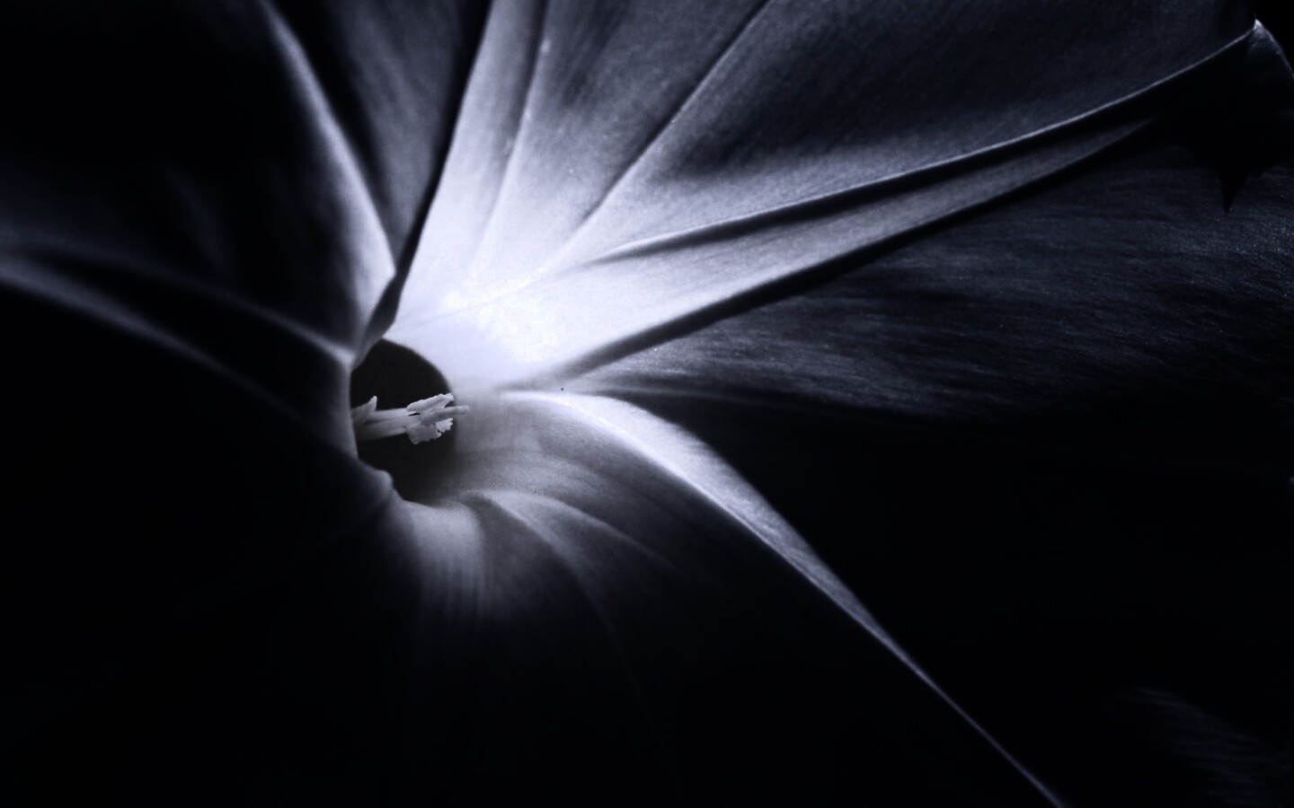 Нежный голубой цветок обои