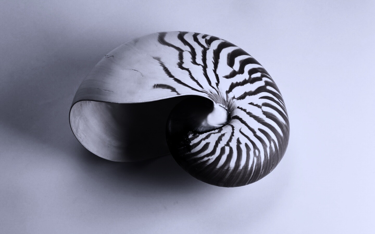 Ракушка в полоску обои