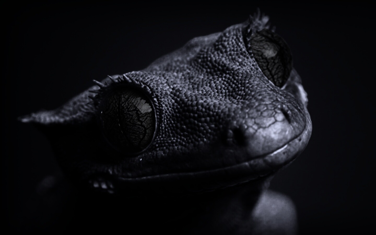 Ящерка обои