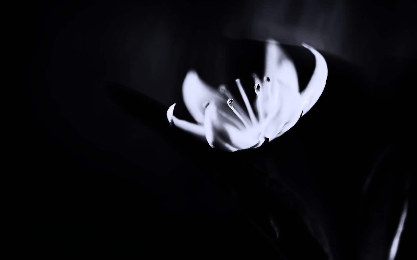 Белый цветок обои