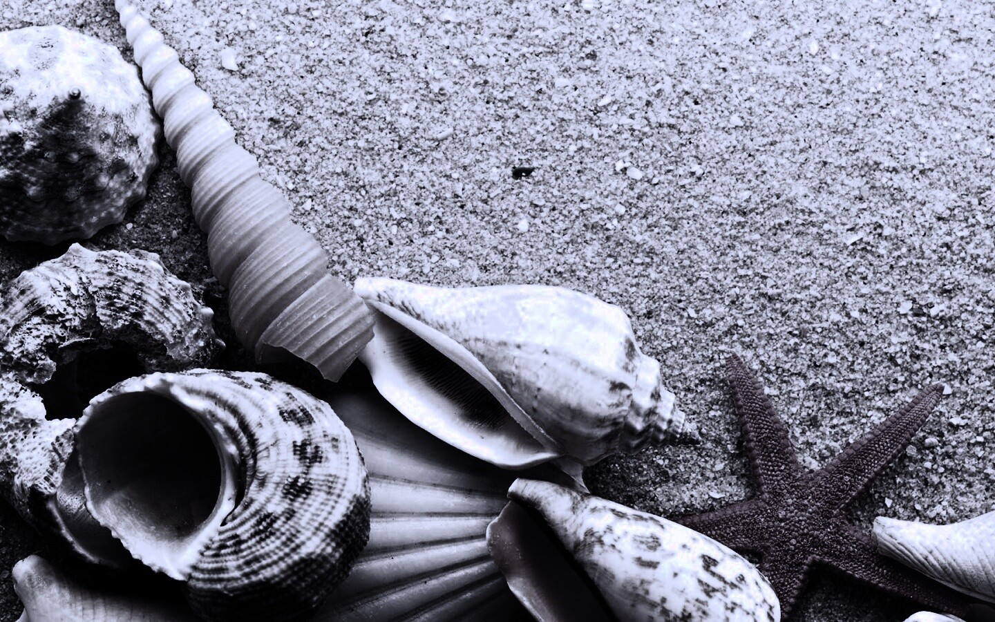 Морские раковины и звезды обои