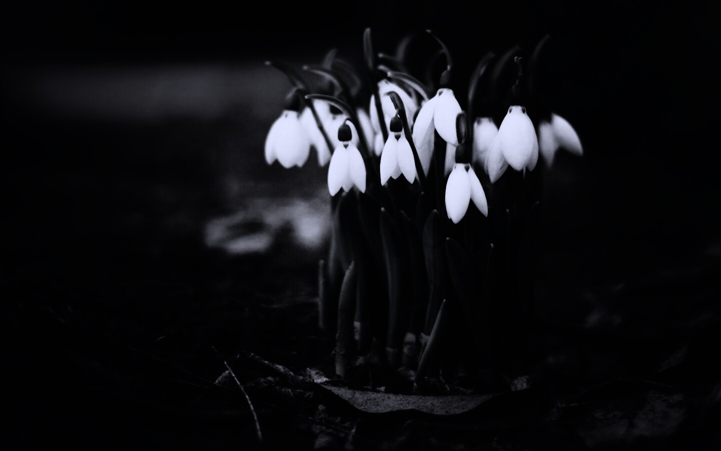 Подснежники - весенние цветы обои