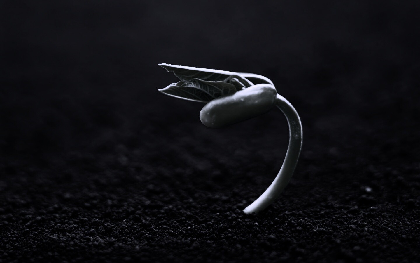 Макро фото зелёного росточка обои