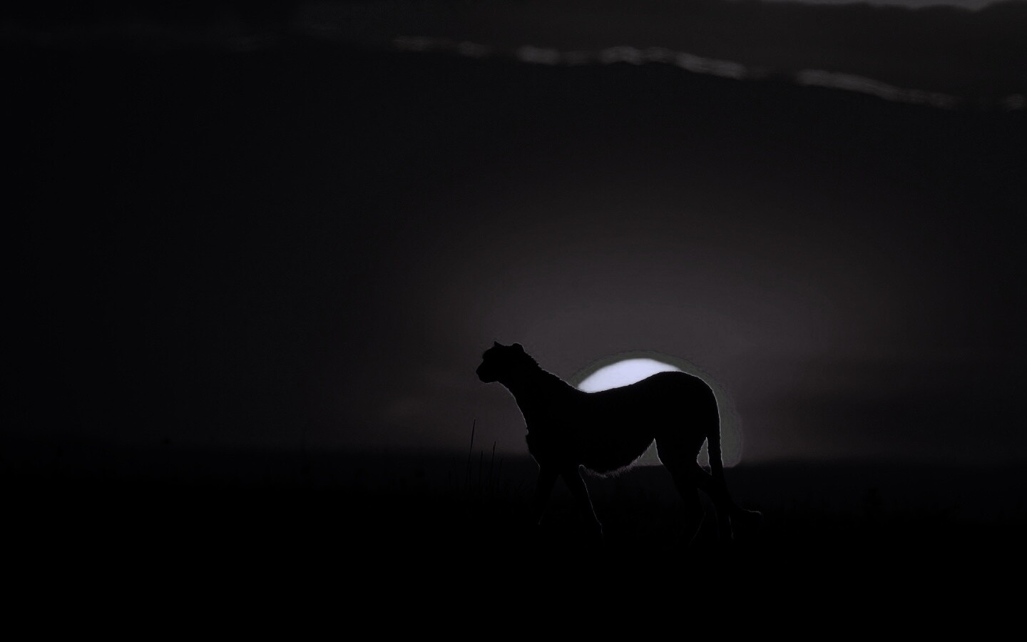 Гепард на закате обои
