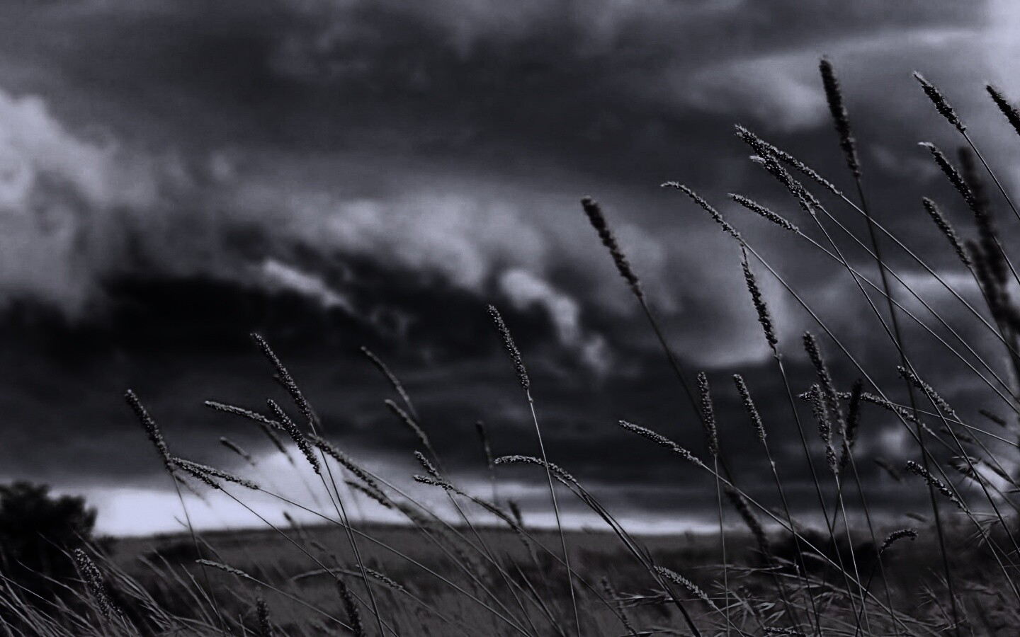 Золотистое поле обои