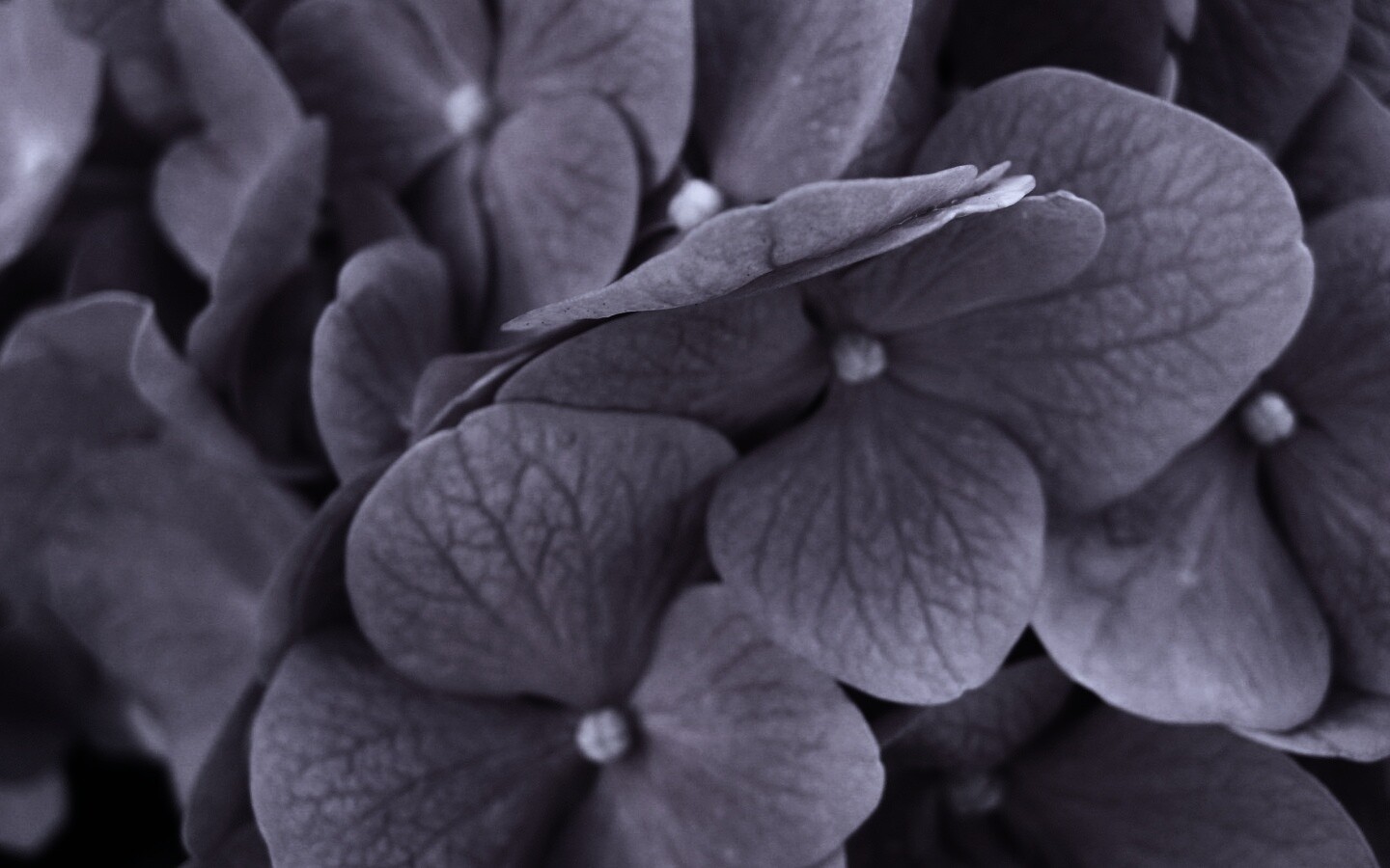 Фиолетовые нежные цветы обои