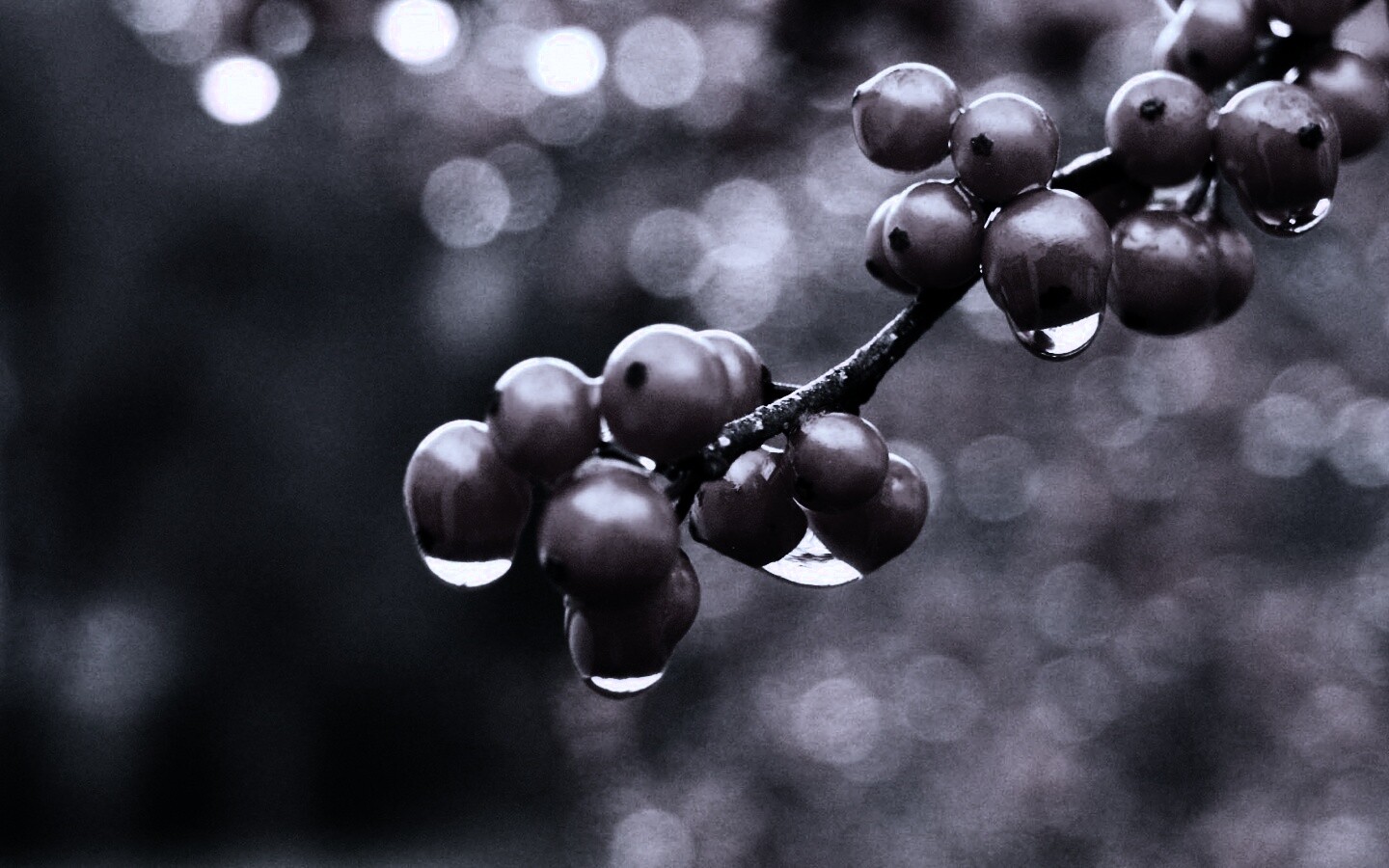 Капли росы на ягодах рябины обои