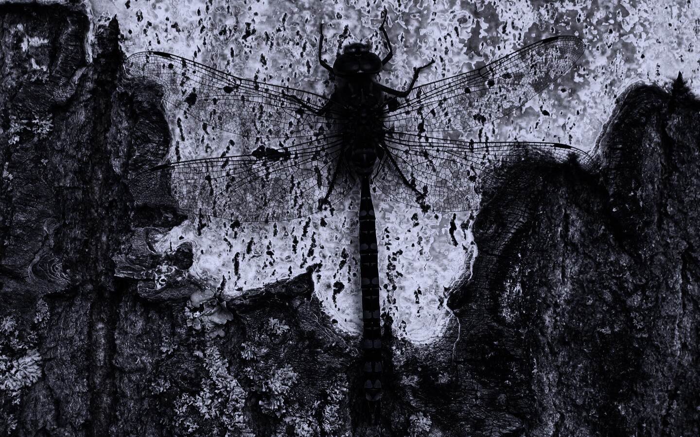 Стрекоза на дереве обои