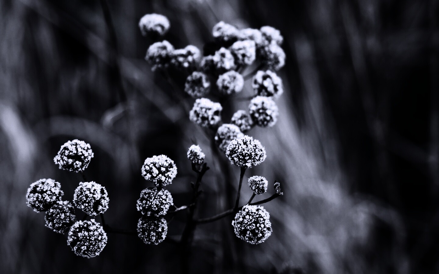 Ледяные цветы обои