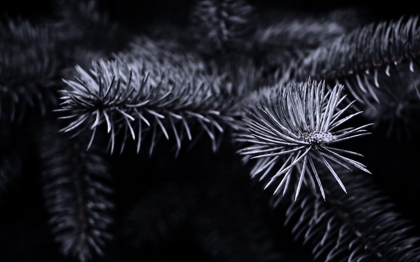 Ветки голубой ели обои