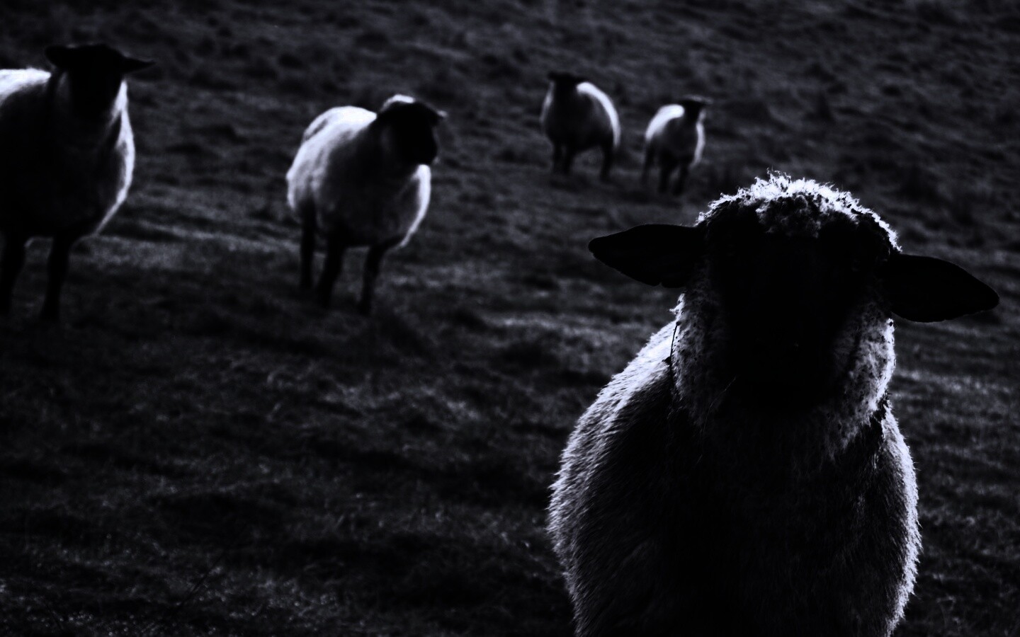 Овцы на пастбище обои
