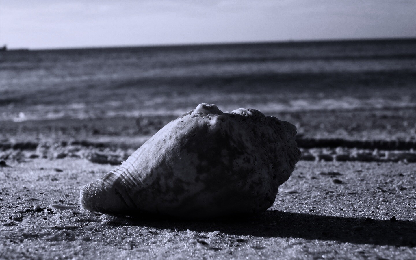 Морская раковина на пляже обои