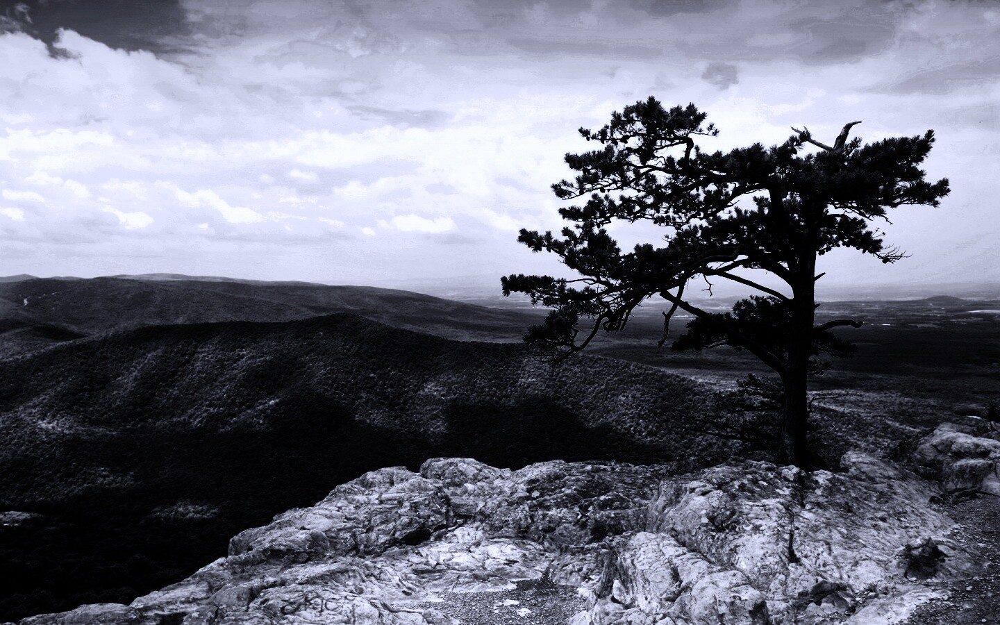 Горное дерево в черно-белых тонах обои