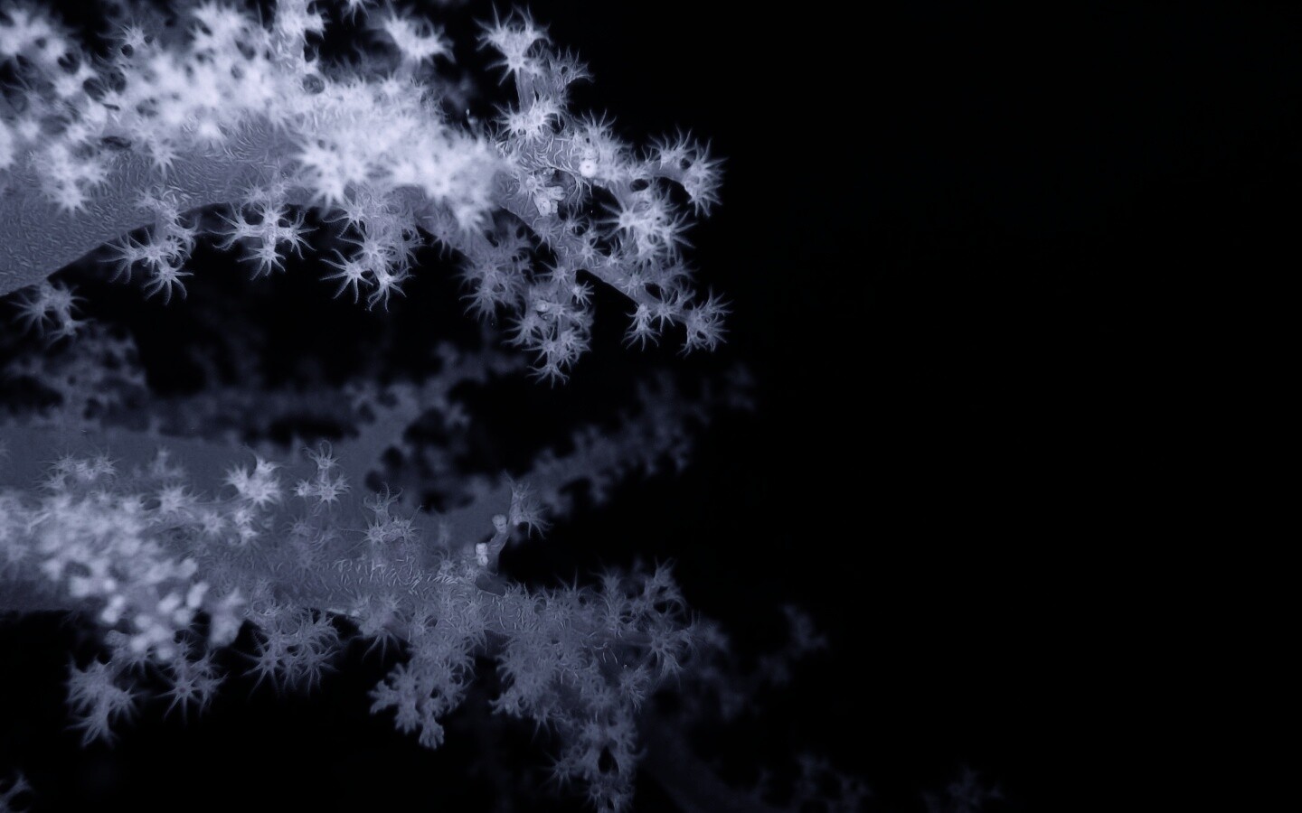 Кораллы обои