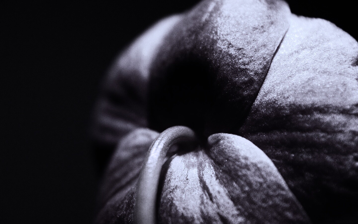 Розовый стебель обои