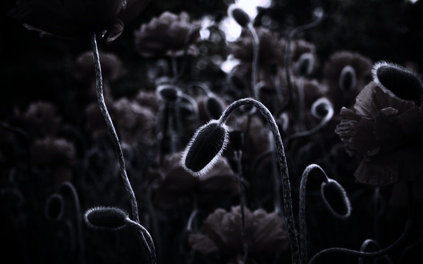 Бутон среди цветов обои