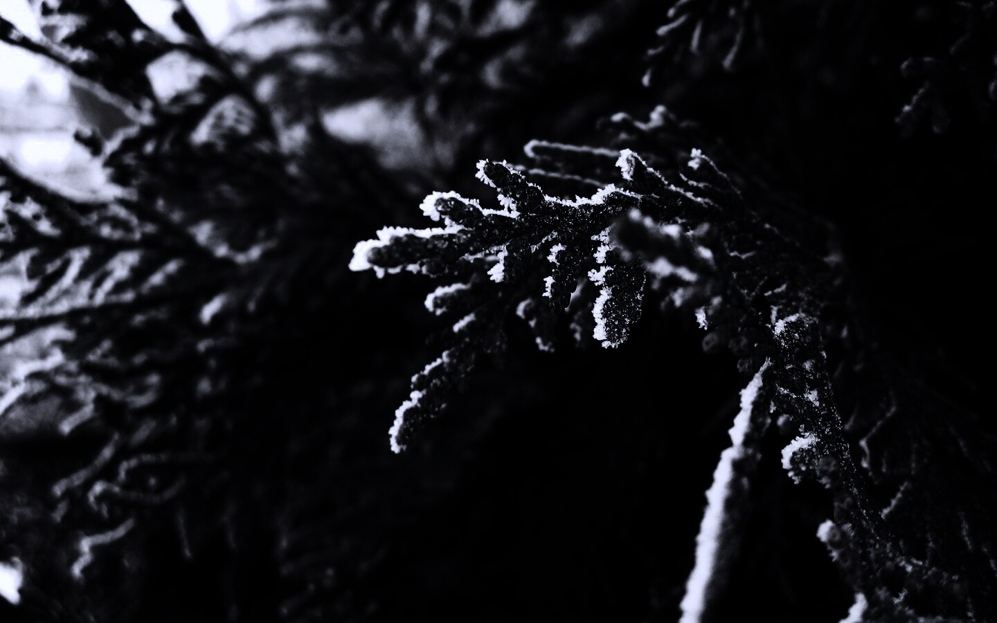 Еловая лапа обои