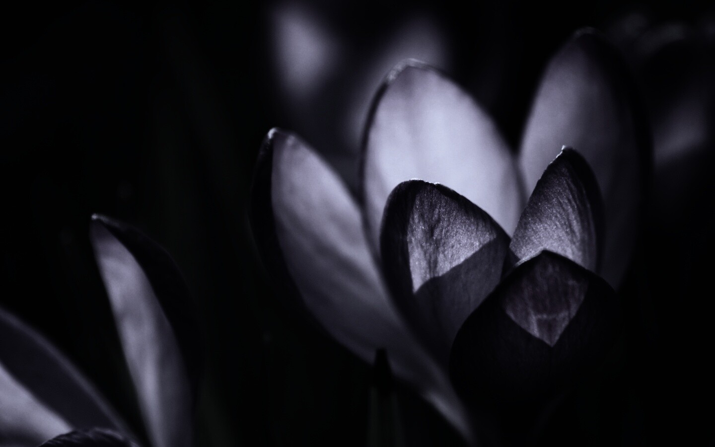 Фиолетовый крокус обои