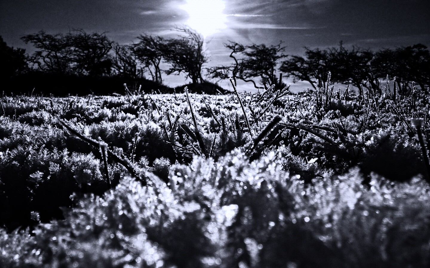 Утренний мороз обои