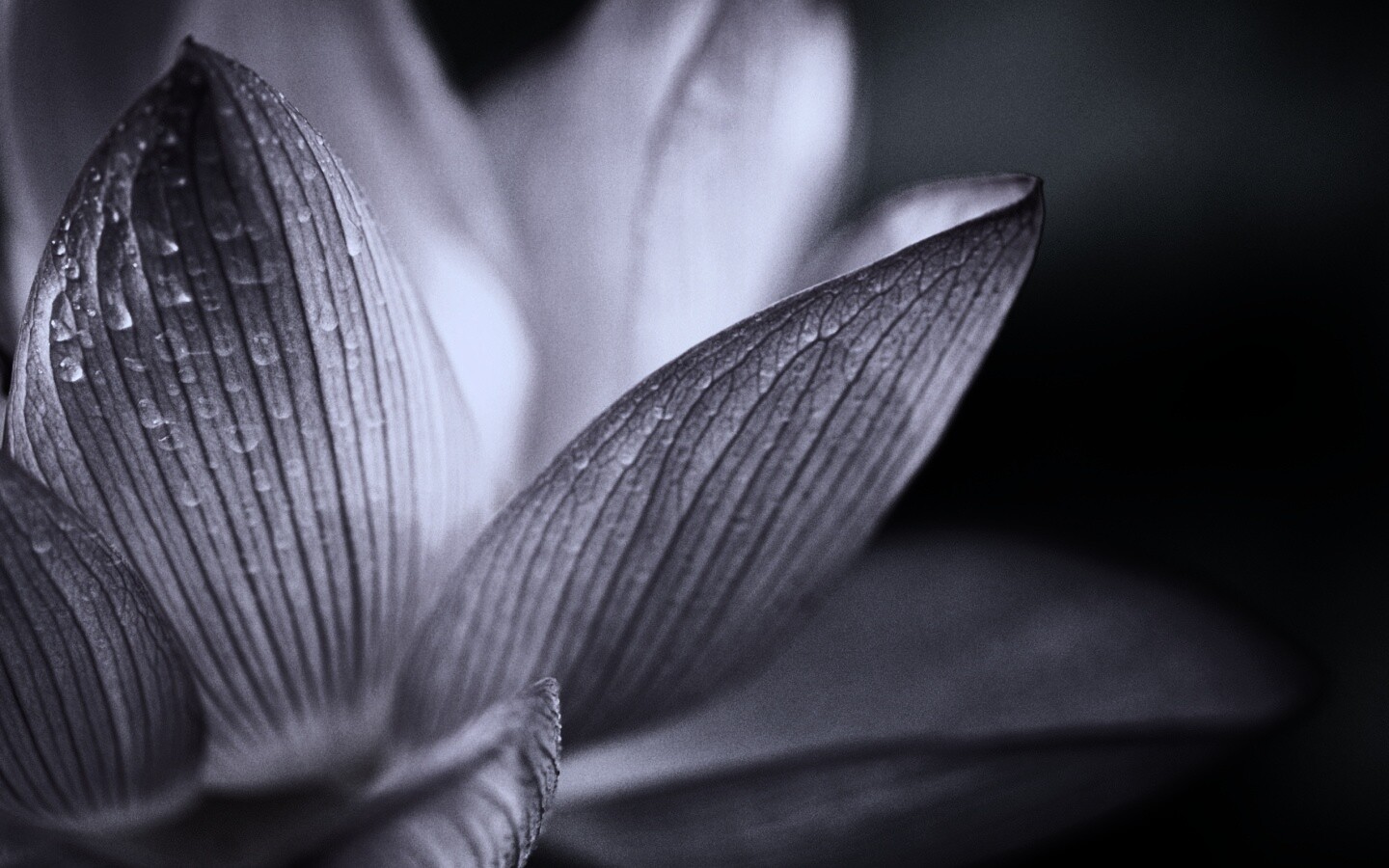 Лепестки цветов обои