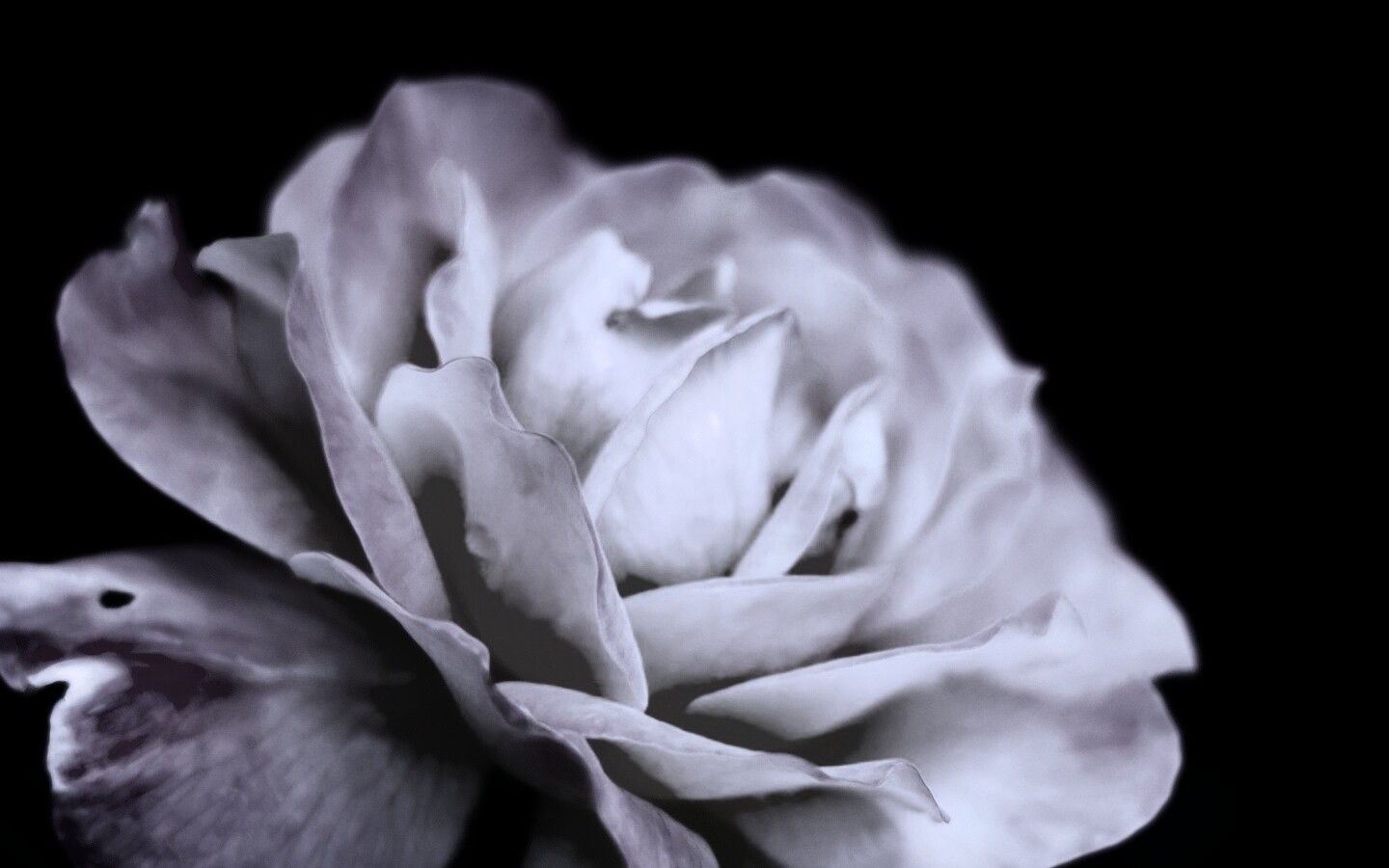 Картинка с нежным розовым цветком обои