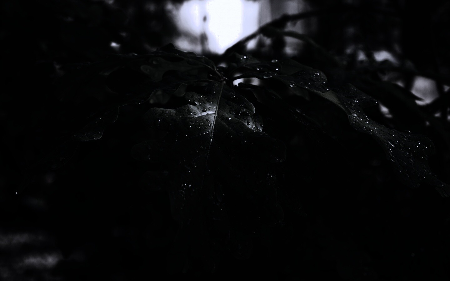 Сочные листья дуба обои