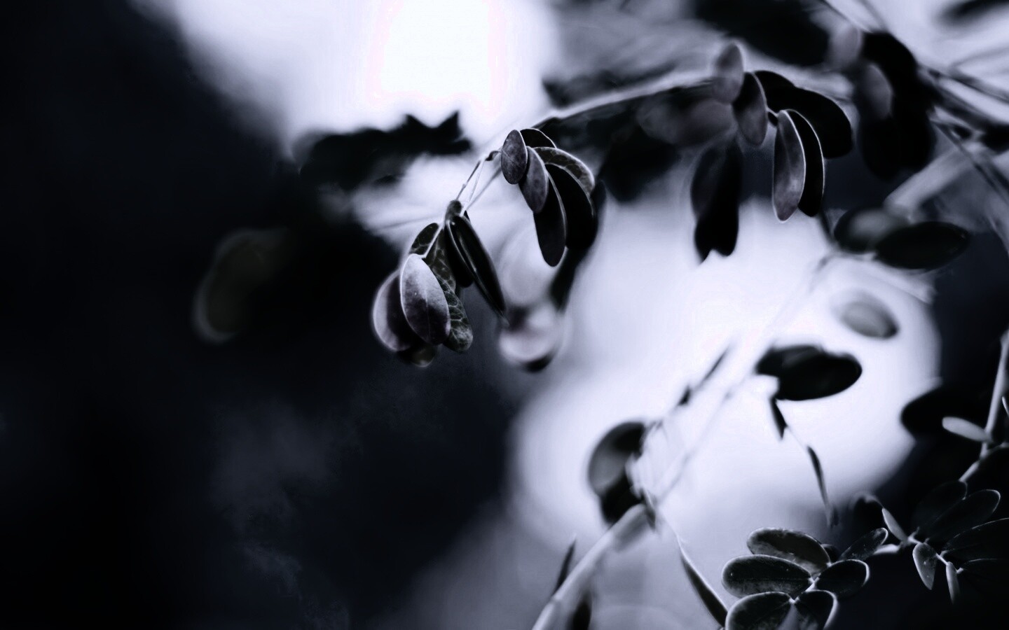 Фиолетовые листья обои