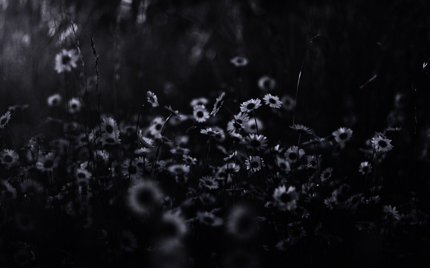 Поле ромашек обои